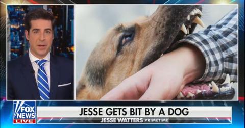 fox news jesse watters nip groin attacked dog