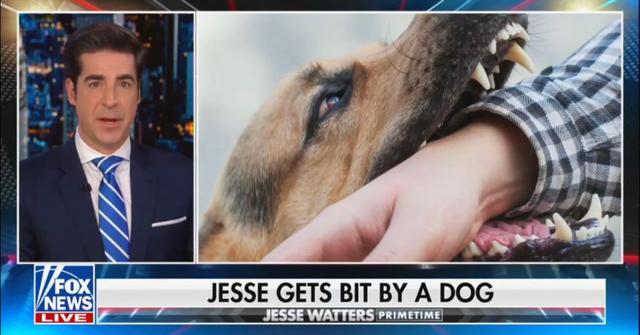 fox news jesse watters nip groin attacked dog