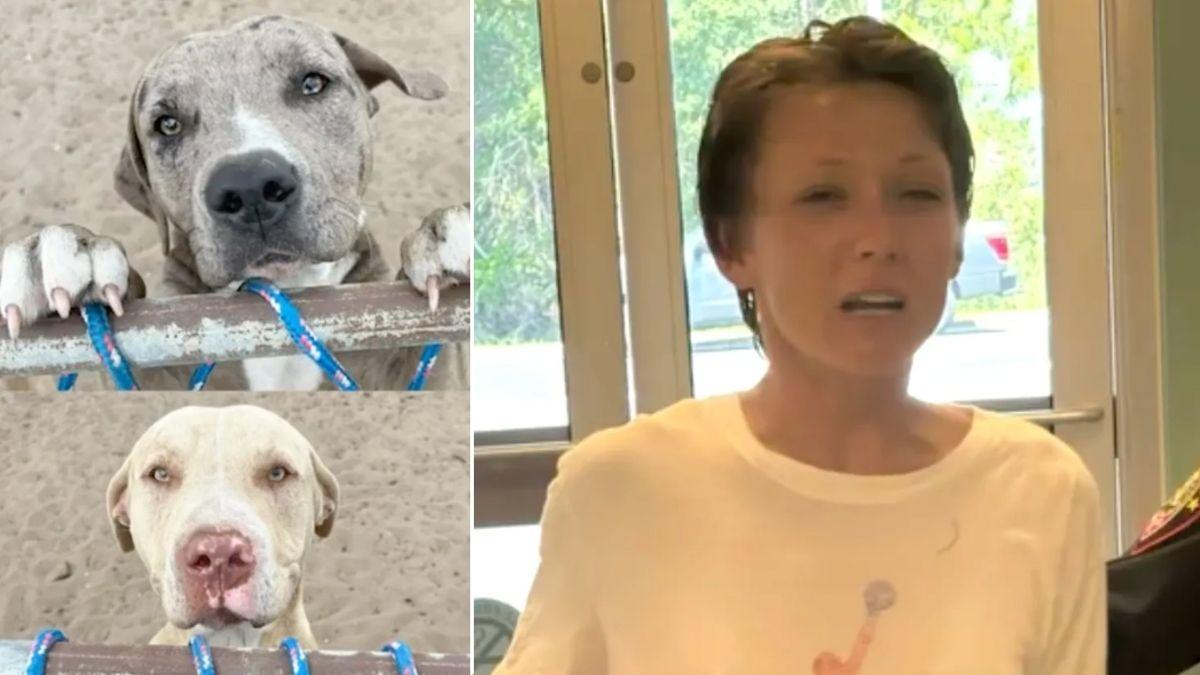 split image of two dogs and Linda Culter