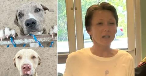 split image of two dogs and Linda Culter