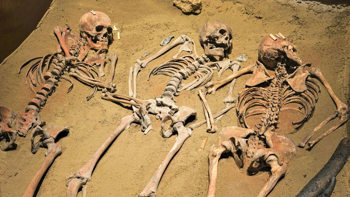 Photo of three skeletal remains