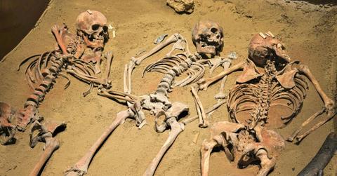 Photo of three skeletal remains