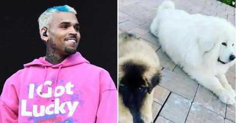 Composite Photo Chris Brown Dogs