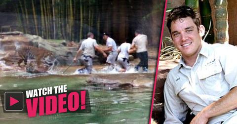 //tiger attack australia zoo