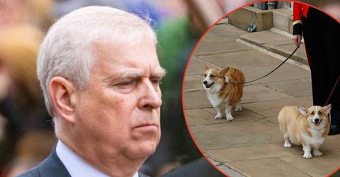 picture of Andrew Windsor and corgis