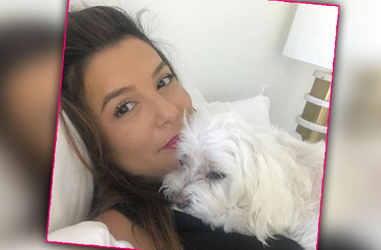 Eva Longoria’s Beloved Dog Jinxy Dies From A Stroke