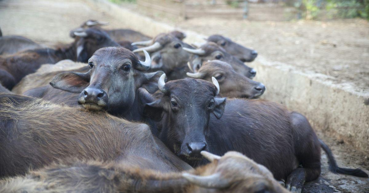 cows