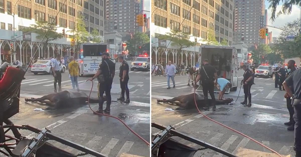 manhattan carriage horse collapses heat exhaustion pp