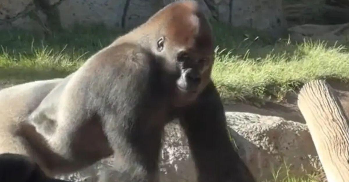Denny the Gorilla