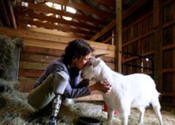 //jenny brown three legged goat albie