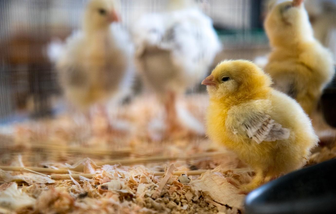 babychicks unsplash