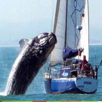 sailboat hit by whale