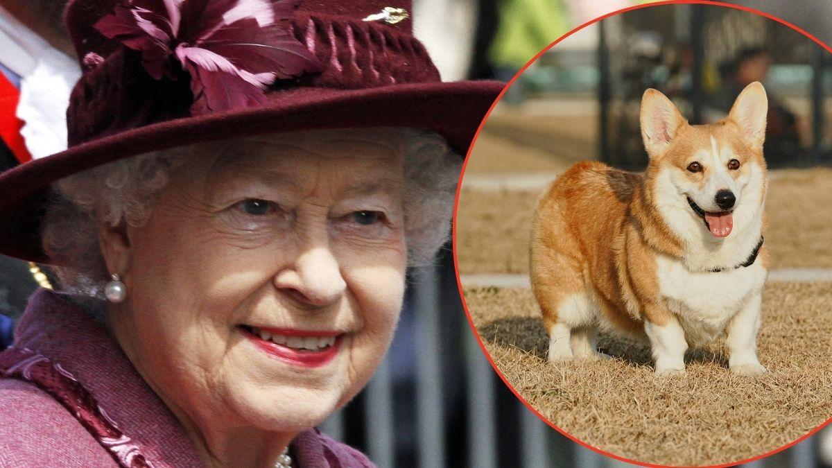 Photo of Queen Elizabethand a corgi