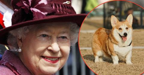 Photo of Queen Elizabethand a corgi