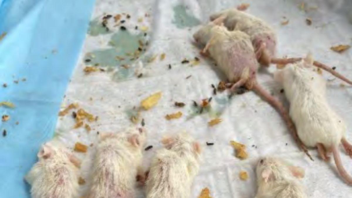Thousands of dead test mice were scattered on the floor.