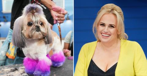 rebel wilson pooch perfect dog abuse response rf