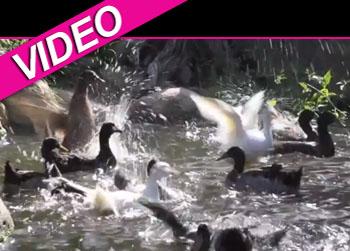 //ducks first time in water youtube