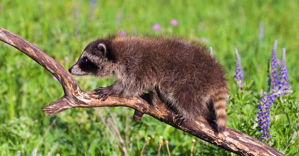Dumpster Diving Baby Raccoon Saved By Nurse After CPR And Booze Peaches