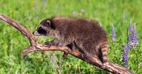 A baby raccoon