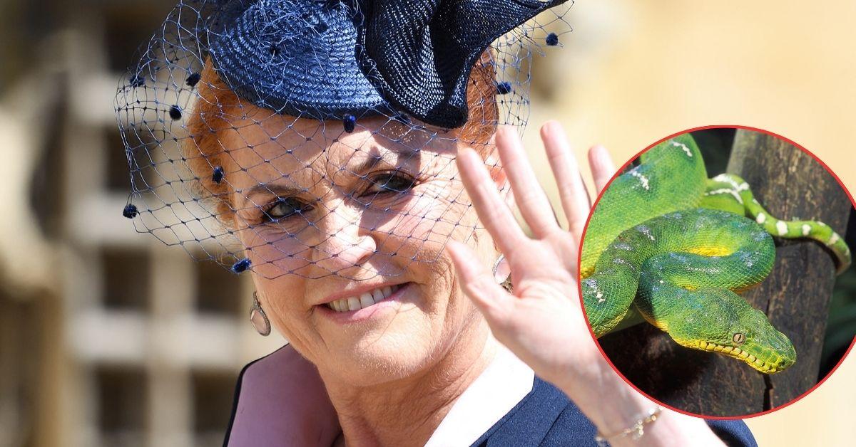 EXCLUSIVE: Sarah Ferguson Brutally Mocked Over Fear of Snakes Stopping Her From Moving to Australia — As She's 'Lived With One of World's Biggest Slimes for Years'