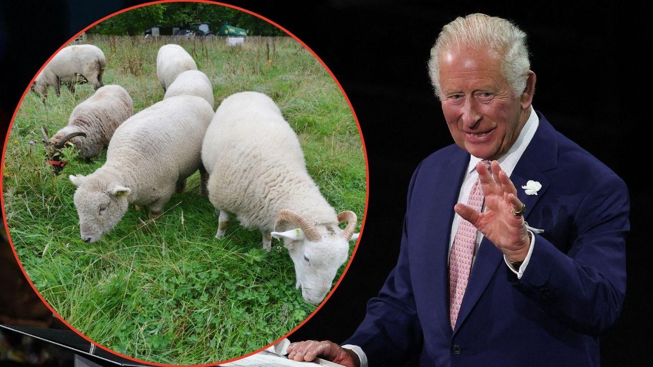 Split image of King Charles and sheep