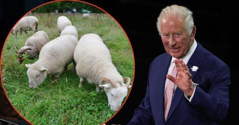 Split image of King Charles and sheep
