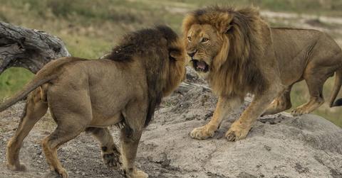 Jericho Brother Of Cecil The Lion Also Killed In Zimbabwe