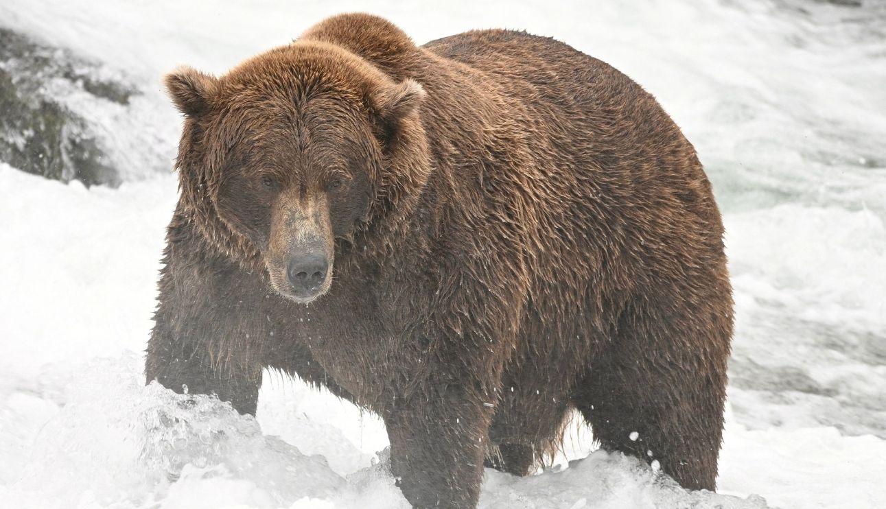 Picture of a Brown Bear