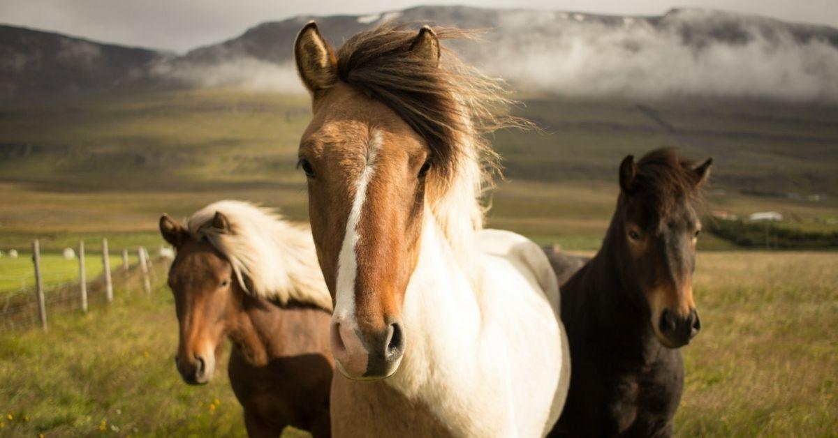 Live Horses, Gunfire at 'Strip Club' Run by Squatters: Neighbors