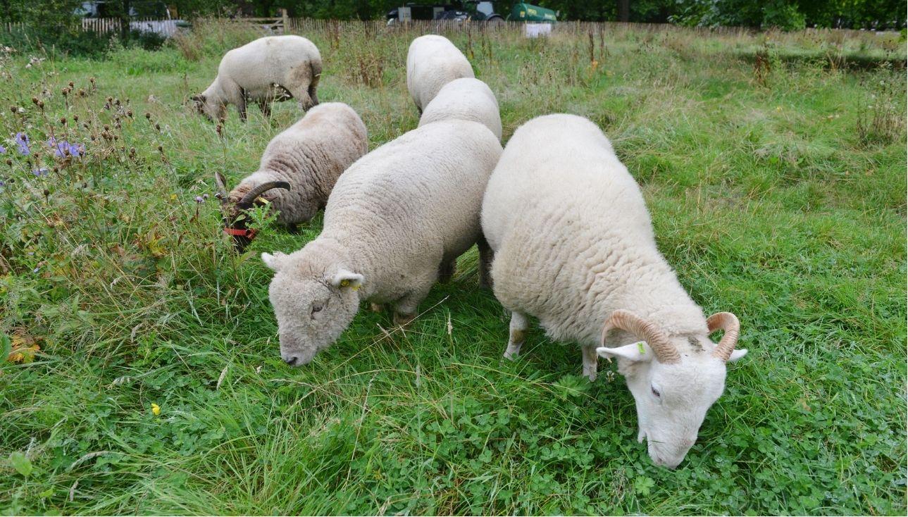 Picture of sheep
