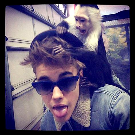 //bieber monkey