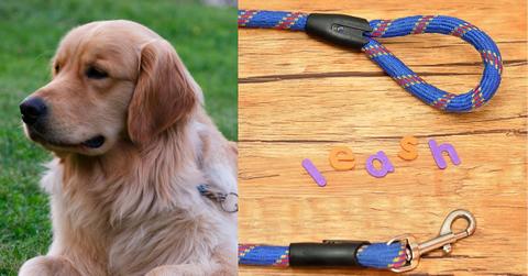 photo of Golden Retriever Dog