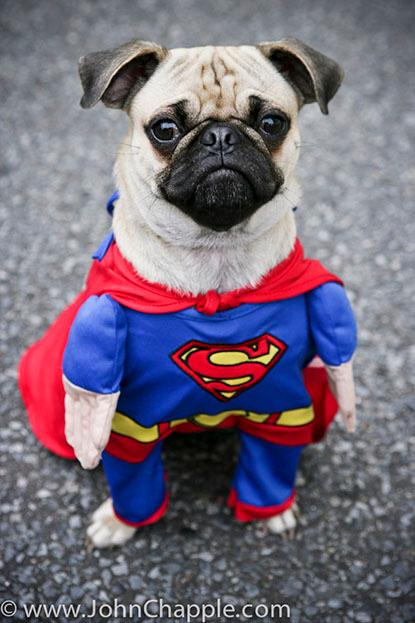 //john chapple halloween dogs