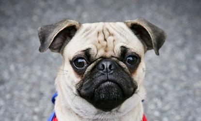 //john chapple halloween dogs