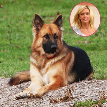 Kate Gosselin Brings Back One Of The Family Dogs