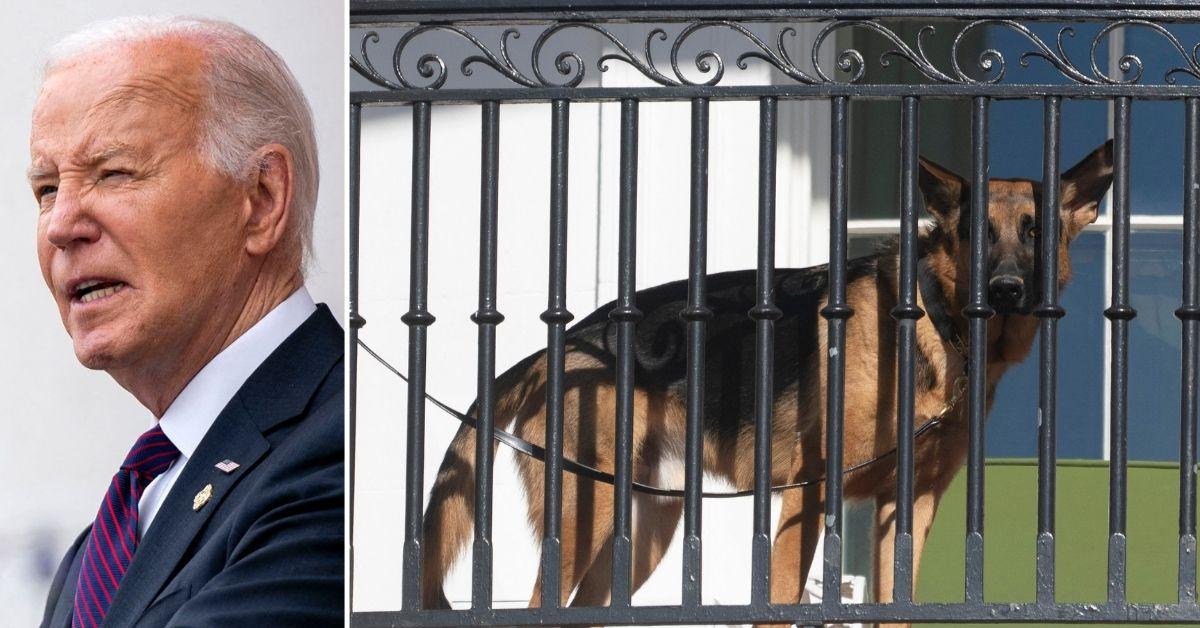 joe biden watched his dog attack secret service agents leaked document