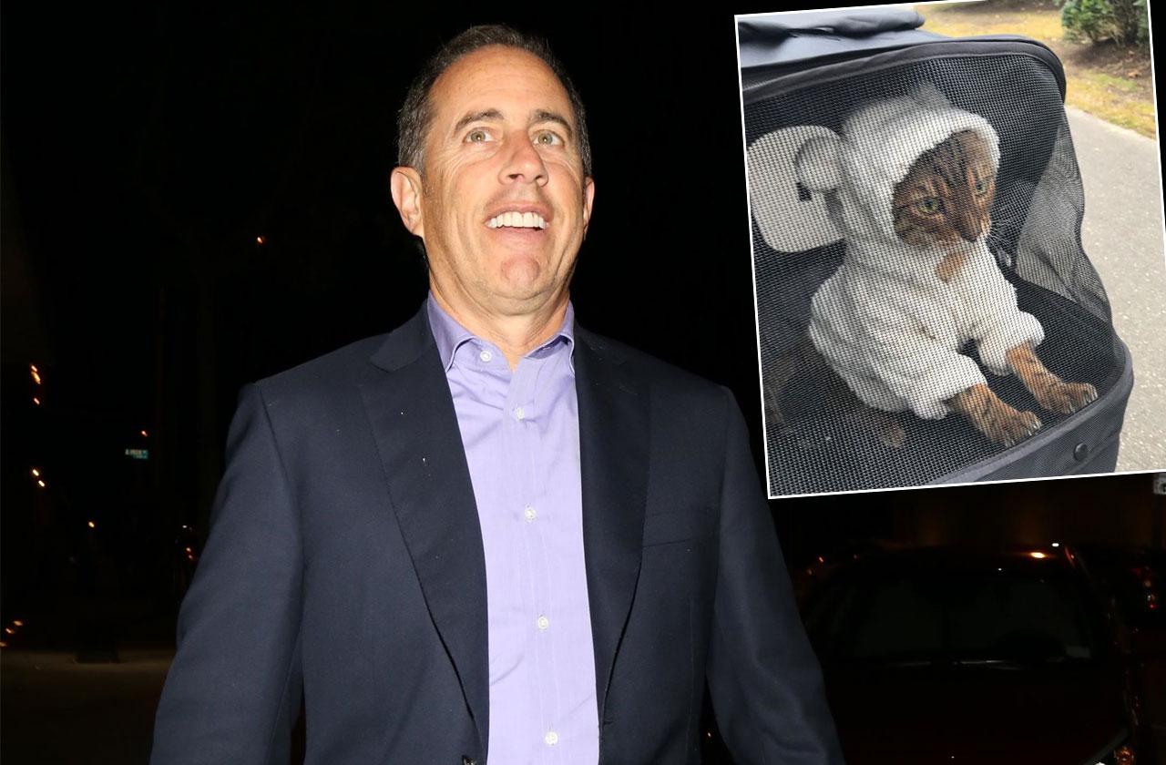 Jerry Seinfeld Cat Weed Anxiety