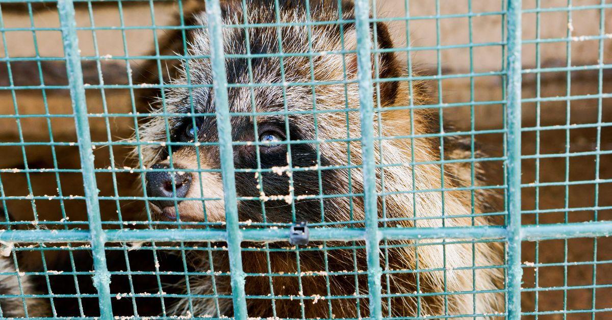Misty Combs performed CPR on a raccoon that stopped breathing after eating peaches.