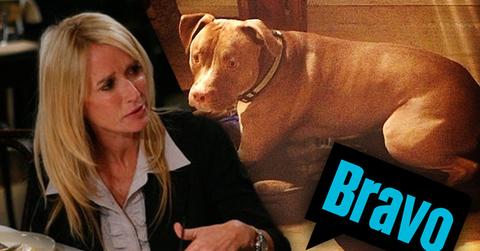 Kim Richards Lawsuit Dog Attack