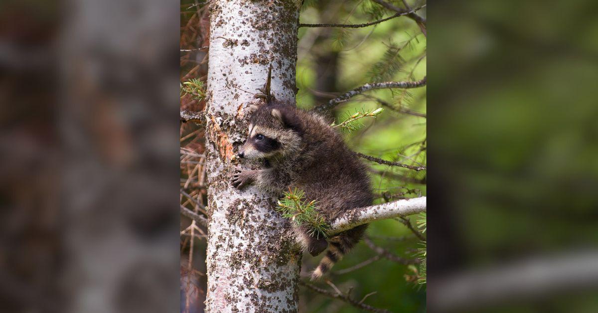 The raccoon saved by Combs was later named Otis after 'The Andy Griffith Show' character.