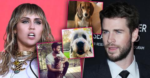 Miley Cyrus & Liam Hemsworth To Fight Over Animals After Shocking Split