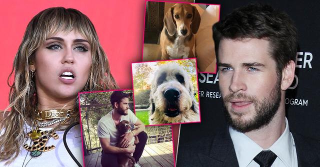 Miley Cyrus & Liam Hemsworth To Fight Over Animals After Shocking Split
